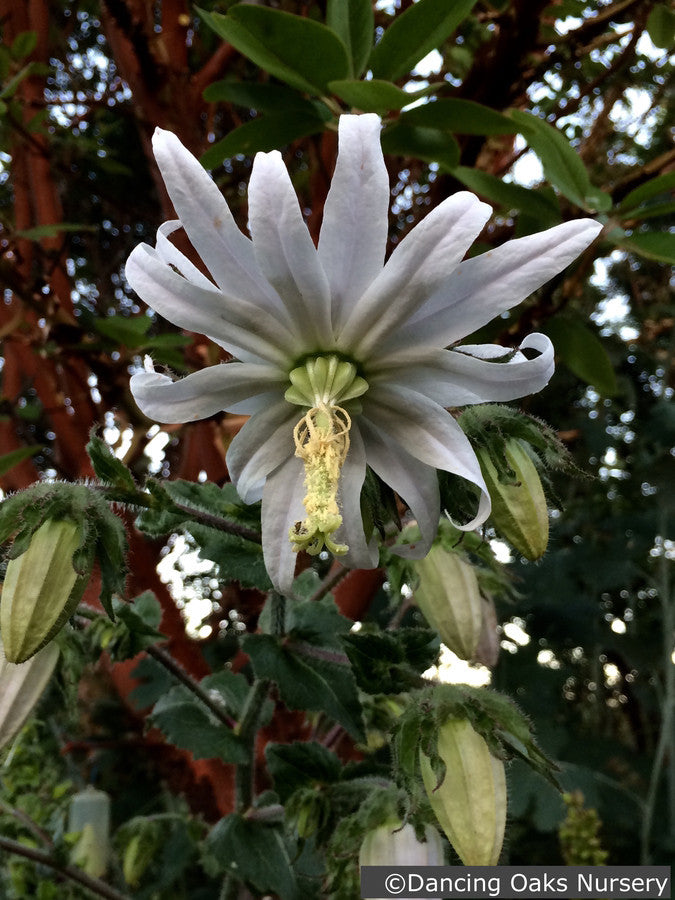 Biennials ~ Michauxia campanuloides (syn. tchihatchewii), Catherine Wheel Flower ~ Dancing Oaks Nursery and Gardens ~ Retail Nursery ~ Mail Order Nursery