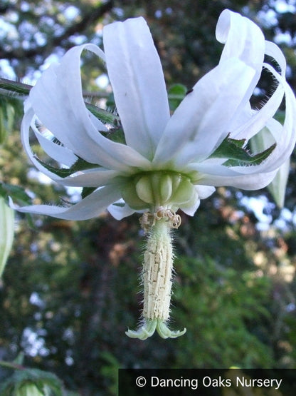 Biennials ~ Michauxia tchihatchewii, Catherine Wheel Flower ~ Dancing Oaks Nursery and Gardens ~ Retail Nursery ~ Mail Order Nursery