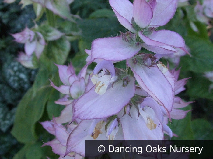 Biennials ~ Salvia sclarea var. turkestanica, Clary Sage ~ Dancing Oaks Nursery and Gardens ~ Retail Nursery ~ Mail Order Nursery