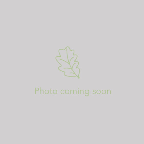 Perennials ~ Begonia sp. OJ10 VN140 ~ Dancing Oaks Nursery and Gardens ~ Retail Nursery ~ Mail Order Nursery