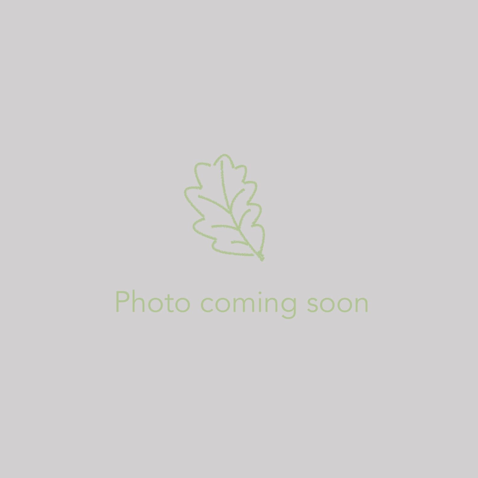 Shrubs ~ Philadelphus coronarius 'Variegatus', Variegated Mock Orange ~ Dancing Oaks Nursery and Gardens ~ Retail Nursery ~ Mail Order Nursery