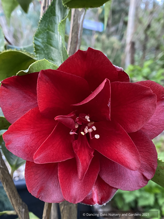Shrubs ~ Camellia japonica 'Black Magic', Japanese Camellia ~ Dancing Oaks Nursery and Gardens ~ Retail Nursery ~ Mail Order Nursery
