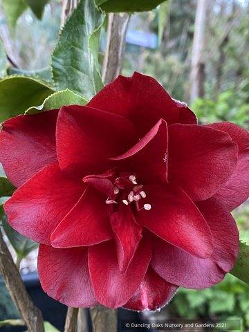 Shrubs ~ Camellia japonica 'Black Magic', Japanese Camellia ~ Dancing Oaks Nursery and Gardens ~ Retail Nursery ~ Mail Order Nursery