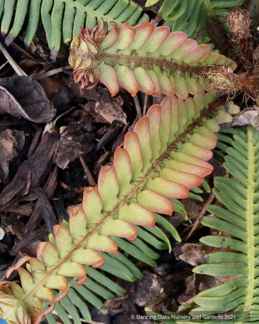 Ferns ~ Blechnum nipponicum, Japanese Deer Fern - Dancing Oaks Nursery and Gardens ~ Dancing Oaks Nursery and Gardens ~ Retail Nursery ~ Mail Order Nursery