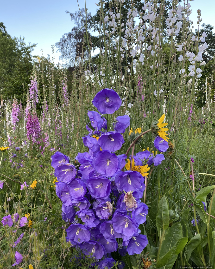Perennials ~ Campanula persicifolia 'Blue Bloomers', Bellflower ~ Dancing Oaks Nursery and Gardens ~ Retail Nursery ~ Mail Order Nursery