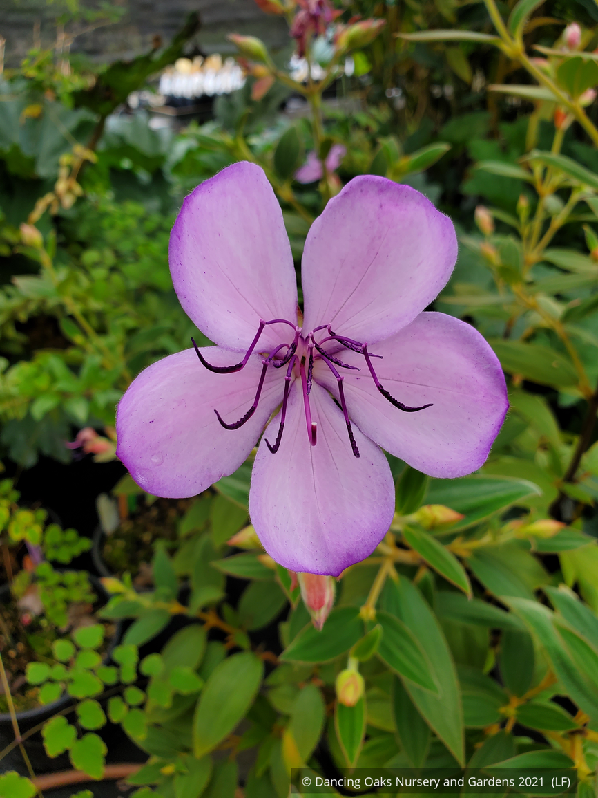 Shrubs ~ Tibouchina organensis 'Blue Moon', Glory bush ~ Dancing Oaks Nursery and Gardens ~ Retail Nursery ~ Mail Order Nursery