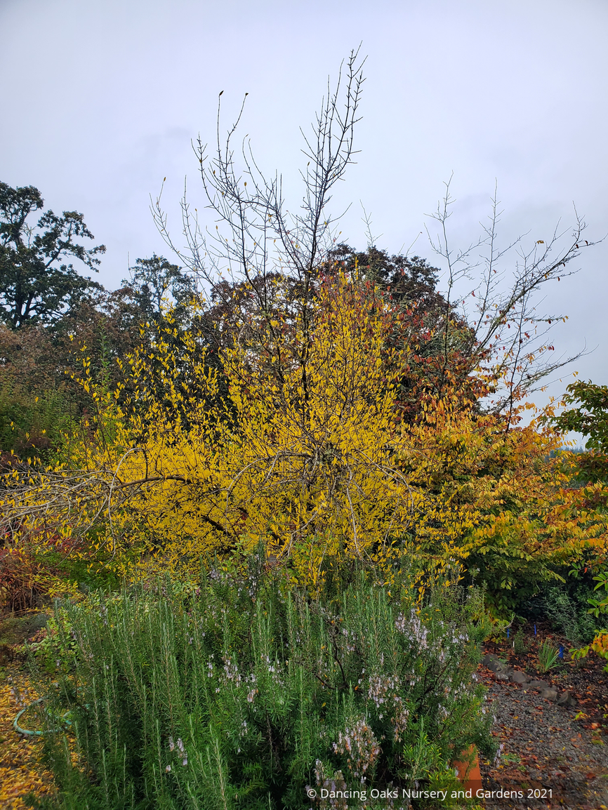Perennials ~ Rosmarinus officinalis 'Blue Spires', Upright Rosemary ~ Dancing Oaks Nursery and Gardens ~ Retail Nursery ~ Mail Order Nursery