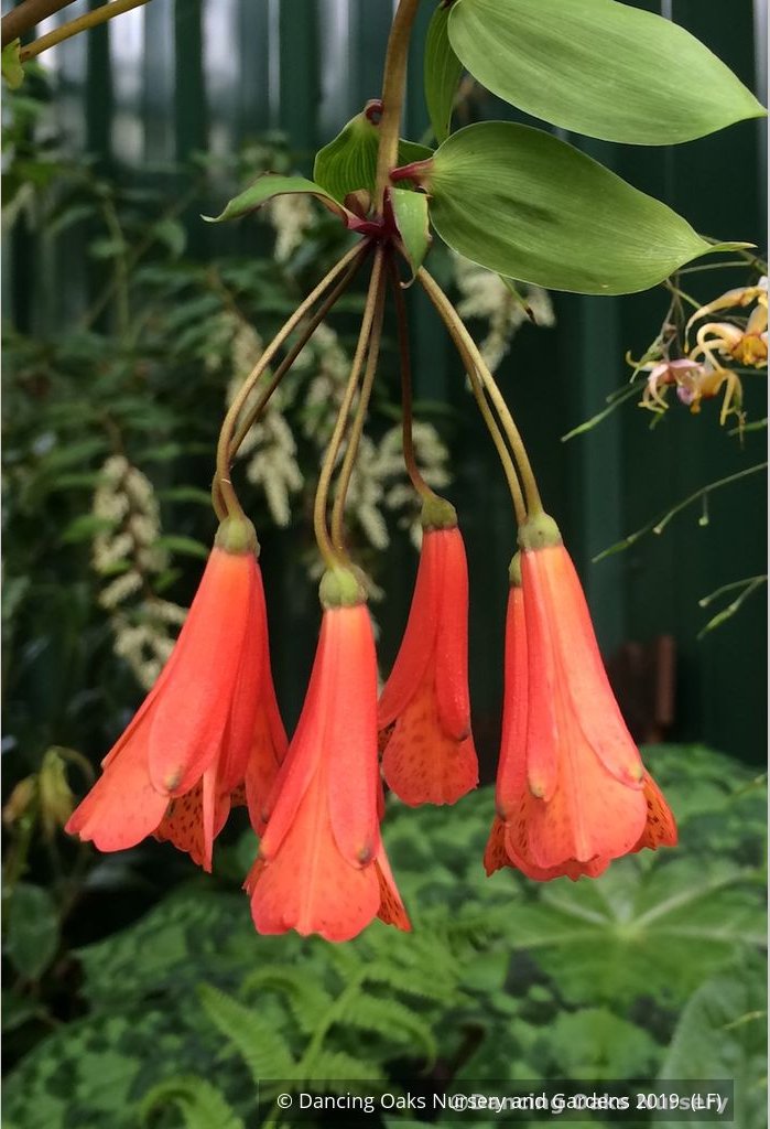 Vines ~ Bomarea caldasii ~ Dancing Oaks Nursery and Gardens ~ Retail Nursery ~ Mail Order Nursery