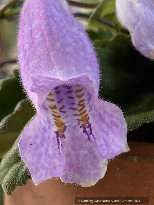 Oreocharis speciosa MD 15-17 (syn. Briggsia speciosa)
