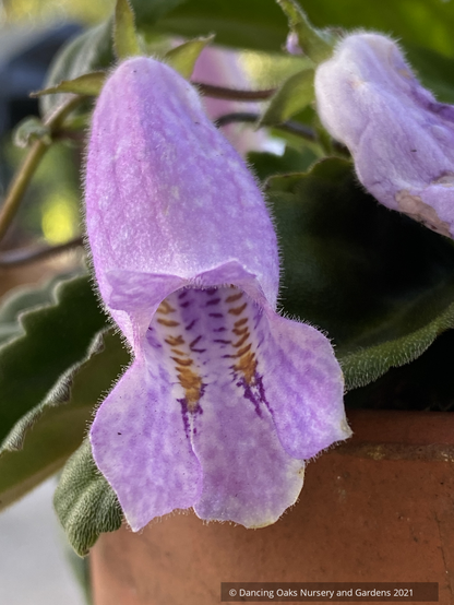 Oreocharis speciosa MD 15-17 (syn. Briggsia speciosa)