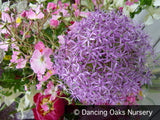 Bulbs & Tubers ~ Allium cristophii (christophii), Star of Persia ~ Dancing Oaks Nursery and Gardens ~ Retail Nursery ~ Mail Order Nursery