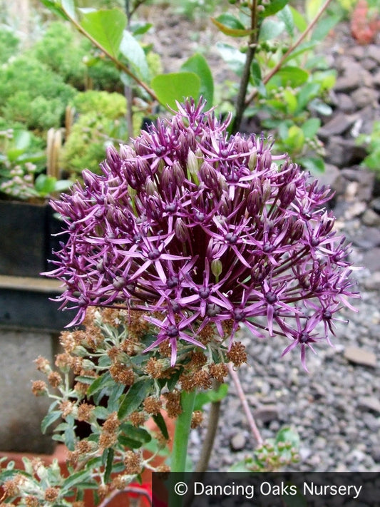 Bulbs & Tubers ~ Allium 'Firmament', Ornamental Onion ~ Dancing Oaks Nursery and Gardens ~ Retail Nursery ~ Mail Order Nursery