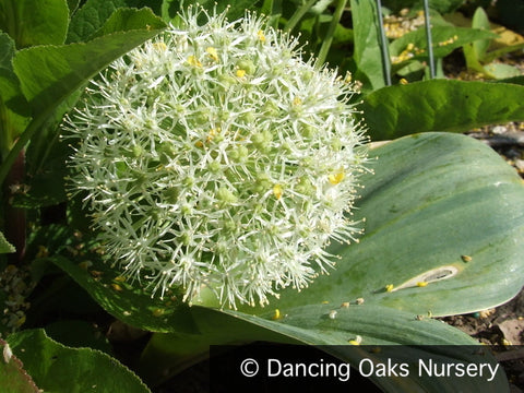Bulbs & Tubers ~ Allium karataviense 'Ivory Queen', Turkestan Onion ~ Dancing Oaks Nursery and Gardens ~ Retail Nursery ~ Mail Order Nursery