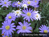 Bulbs & Tubers ~ Anemone blanda 'Blue Shades', Grecian Windflower ~ Dancing Oaks Nursery and Gardens ~ Retail Nursery ~ Mail Order Nursery
