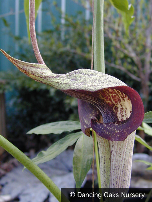 Bulbs & Tubers ~ Arisaema thunbergii ssp. urashima, Cobra Lily ~ Dancing Oaks Nursery and Gardens ~ Retail Nursery ~ Mail Order Nursery