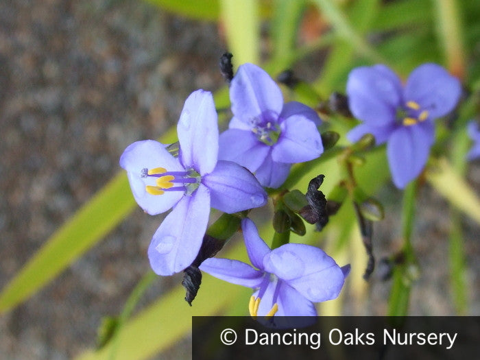 Bulbs & Tubers ~ Aristea ecklonii, Blue Stars ~ Dancing Oaks Nursery and Gardens ~ Retail Nursery ~ Mail Order Nursery