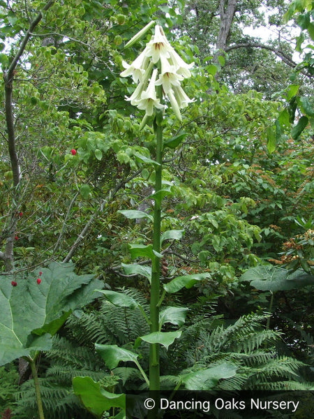 giant tree lily flower bulbs Cardiocrinum giganteum, Giant Himalayan Lily – Dancing Oaks Nursery and Gardens