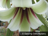 Bulbs & Tubers ~ Cardiocrinum giganteum, Giant Himalayan Lily ~ Dancing Oaks Nursery and Gardens ~ Retail Nursery ~ Mail Order Nursery