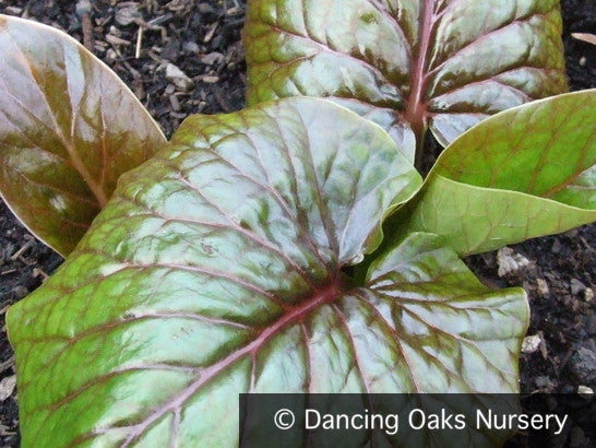 Bulbs & Tubers ~ Cardiocrinum giganteum, Giant Himalayan Lily ~ Dancing Oaks Nursery and Gardens ~ Retail Nursery ~ Mail Order Nursery
