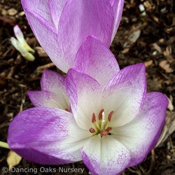 Bulbs & Tubers ~ Colchicum var. 'Giant', Fall Crocus ~ Dancing Oaks Nursery and Gardens ~ Retail Nursery ~ Mail Order Nursery
