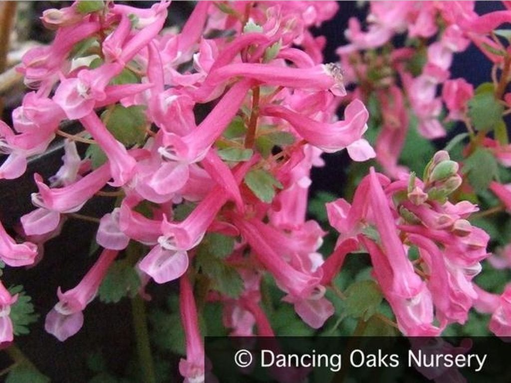 Bulbs & Tubers ~ Corydalis solida 'Beth Evans', Fumewort ~ Dancing Oaks Nursery and Gardens ~ Retail Nursery ~ Mail Order Nursery
