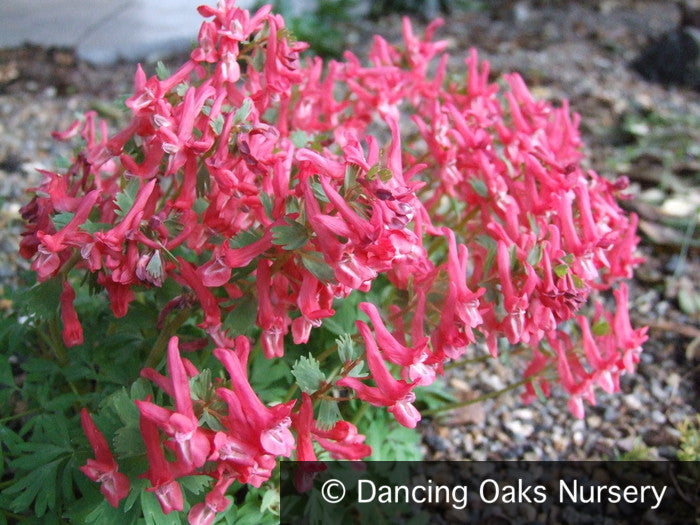 Bulbs & Tubers ~ Corydalis solida 'George Baker', Fumewort ~ Dancing Oaks Nursery and Gardens ~ Retail Nursery ~ Mail Order Nursery
