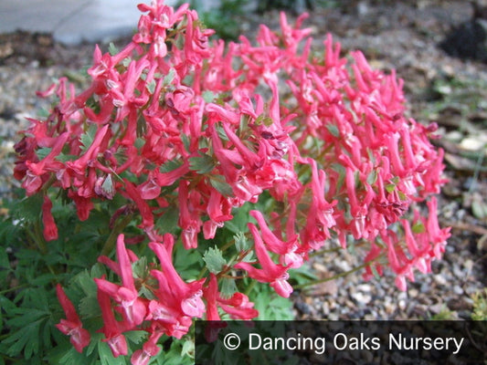 Bulbs & Tubers ~ Corydalis solida 'George Baker', Fumewort ~ Dancing Oaks Nursery and Gardens ~ Retail Nursery ~ Mail Order Nursery