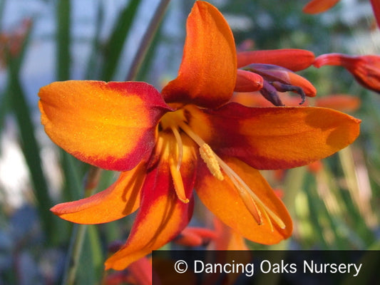 Bulbs & Tubers ~ Crocosmia x crocosmiiflora 'Emily McKenzie', Crocosmia ~ Dancing Oaks Nursery and Gardens ~ Retail Nursery ~ Mail Order Nursery