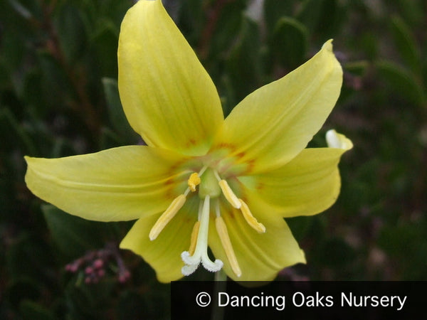 Erythronium 'Pagoda', Dog Tooth Violet – Dancing Oaks Nursery and Gardens