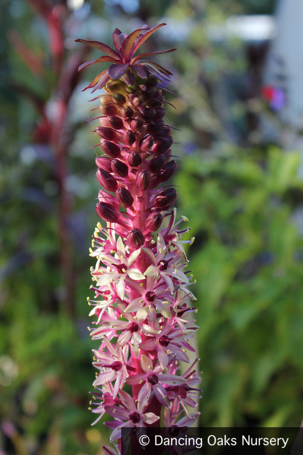 Bulbs & Tubers ~ Eucomis comosa 'Coco', Pineapple Lily ~ Dancing Oaks Nursery and Gardens ~ Retail Nursery ~ Mail Order Nursery
