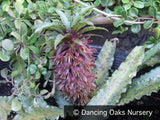 Bulbs & Tubers ~ Eucomis Van der Merwei, Pineapple Lily/Spotted Leaf Eucomis ~ Dancing Oaks Nursery and Gardens ~ Retail Nursery ~ Mail Order Nursery