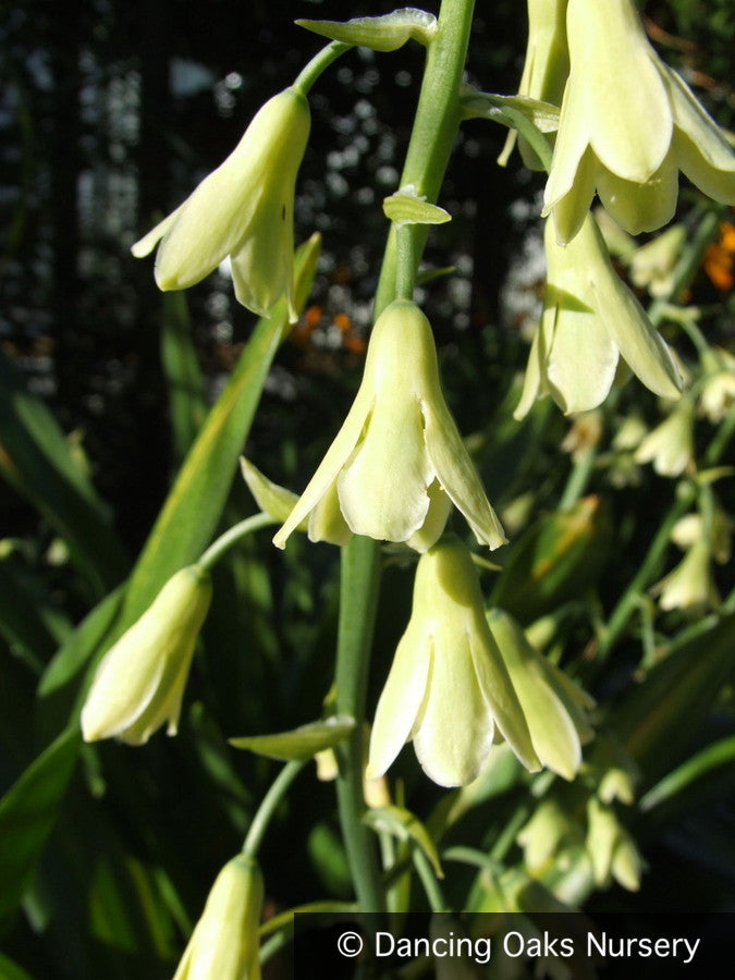 Bulbs & Tubers ~ Galtonia viridiflora, Summer Hyacinth ~ Dancing Oaks Nursery and Gardens ~ Retail Nursery ~ Mail Order Nursery
