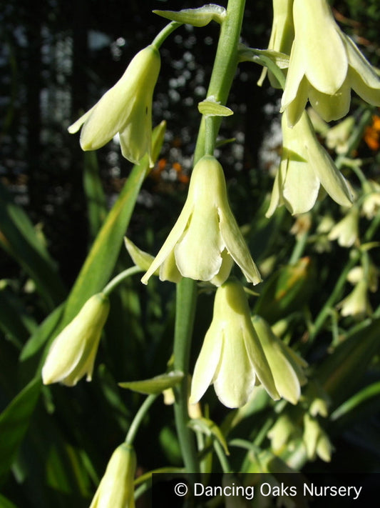 Bulbs & Tubers ~ Galtonia viridiflora, Summer Hyacinth ~ Dancing Oaks Nursery and Gardens ~ Retail Nursery ~ Mail Order Nursery