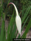 Bulbs & Tubers ~ Gladiolus callianthus, Peacock Gladiola or Abyssinian Sword Lily ~ Dancing Oaks Nursery and Gardens ~ Retail Nursery ~ Mail Order Nursery