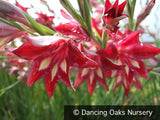 Bulbs & Tubers ~ Gladiolus cardinalis, Hardy Gladiola/Waterfall Lily ~ Dancing Oaks Nursery and Gardens ~ Retail Nursery ~ Mail Order Nursery