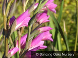 Bulbs & Tubers ~ Gladiolus communis ssp byzantinus, Hardy Gladiola ~ Dancing Oaks Nursery and Gardens ~ Retail Nursery ~ Mail Order Nursery