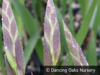 Bulbs & Tubers ~ Gladiolus communis ssp byzantinus, Hardy Gladiola ~ Dancing Oaks Nursery and Gardens ~ Retail Nursery ~ Mail Order Nursery