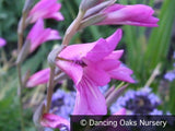Bulbs & Tubers ~ Gladiolus communis ssp byzantinus, Hardy Gladiola ~ Dancing Oaks Nursery and Gardens ~ Retail Nursery ~ Mail Order Nursery