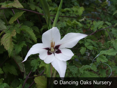 Bulbs & Tubers ~ Gladiolus murielae, Peacock Gladiola or Abyssinian Sword Lily ~ Dancing Oaks Nursery and Gardens ~ Retail Nursery ~ Mail Order Nursery