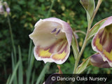 Bulbs & Tubers ~ Gladiolus papilio, Butterfly Gladiola ~ Dancing Oaks Nursery and Gardens ~ Retail Nursery ~ Mail Order Nursery