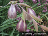 Bulbs & Tubers ~ Gladiolus papilio, Butterfly Gladiola ~ Dancing Oaks Nursery and Gardens ~ Retail Nursery ~ Mail Order Nursery
