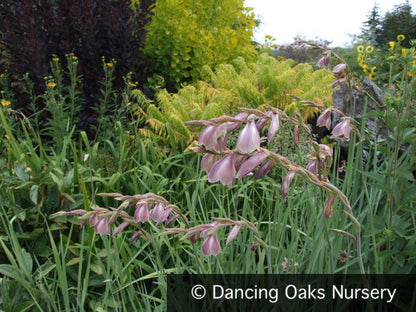 Bulbs & Tubers ~ Gladiolus papilio, Butterfly Gladiola ~ Dancing Oaks Nursery and Gardens ~ Retail Nursery ~ Mail Order Nursery