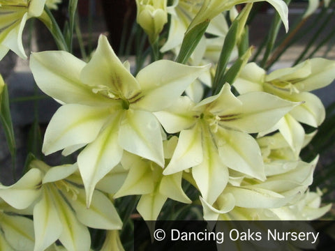 Bulbs & Tubers ~ Gladiolus tristus hybrids, Night-Scented Gladiola ~ Dancing Oaks Nursery and Gardens ~ Retail Nursery ~ Mail Order Nursery