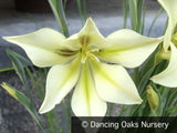 Bulbs & Tubers ~ Gladiolus tristus hybrids, Night-Scented Gladiola ~ Dancing Oaks Nursery and Gardens ~ Retail Nursery ~ Mail Order Nursery