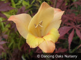 Bulbs & Tubers ~ Gladiolus x gandavensis 'Boone', Hardy Gladiola ~ Dancing Oaks Nursery and Gardens ~ Retail Nursery ~ Mail Order Nursery