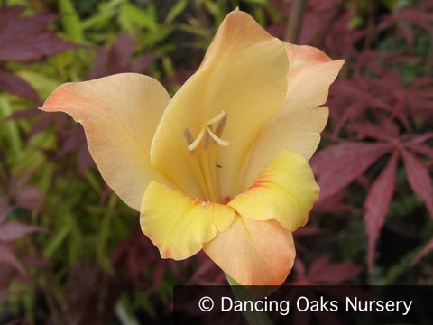Bulbs & Tubers ~ Gladiolus x gandavensis 'Boone', Hardy Gladiola ~ Dancing Oaks Nursery and Gardens ~ Retail Nursery ~ Mail Order Nursery