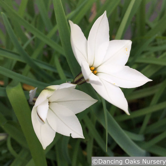 Bulbs & Tubers ~ Ipheion (syn. Tristagma) uniflorum 'Alberto Castillo', Spring Star Flower ~ Dancing Oaks Nursery and Gardens ~ Retail Nursery ~ Mail Order Nursery