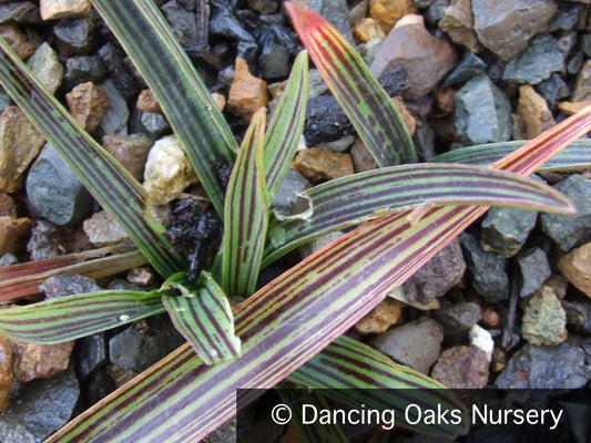 Bulbs & Tubers ~ Ledebouria cooperi, Cooper's False Scilla ~ Dancing Oaks Nursery and Gardens ~ Retail Nursery ~ Mail Order Nursery