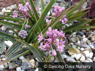 Bulbs & Tubers ~ Ledebouria cooperi, Cooper's False Scilla ~ Dancing Oaks Nursery and Gardens ~ Retail Nursery ~ Mail Order Nursery