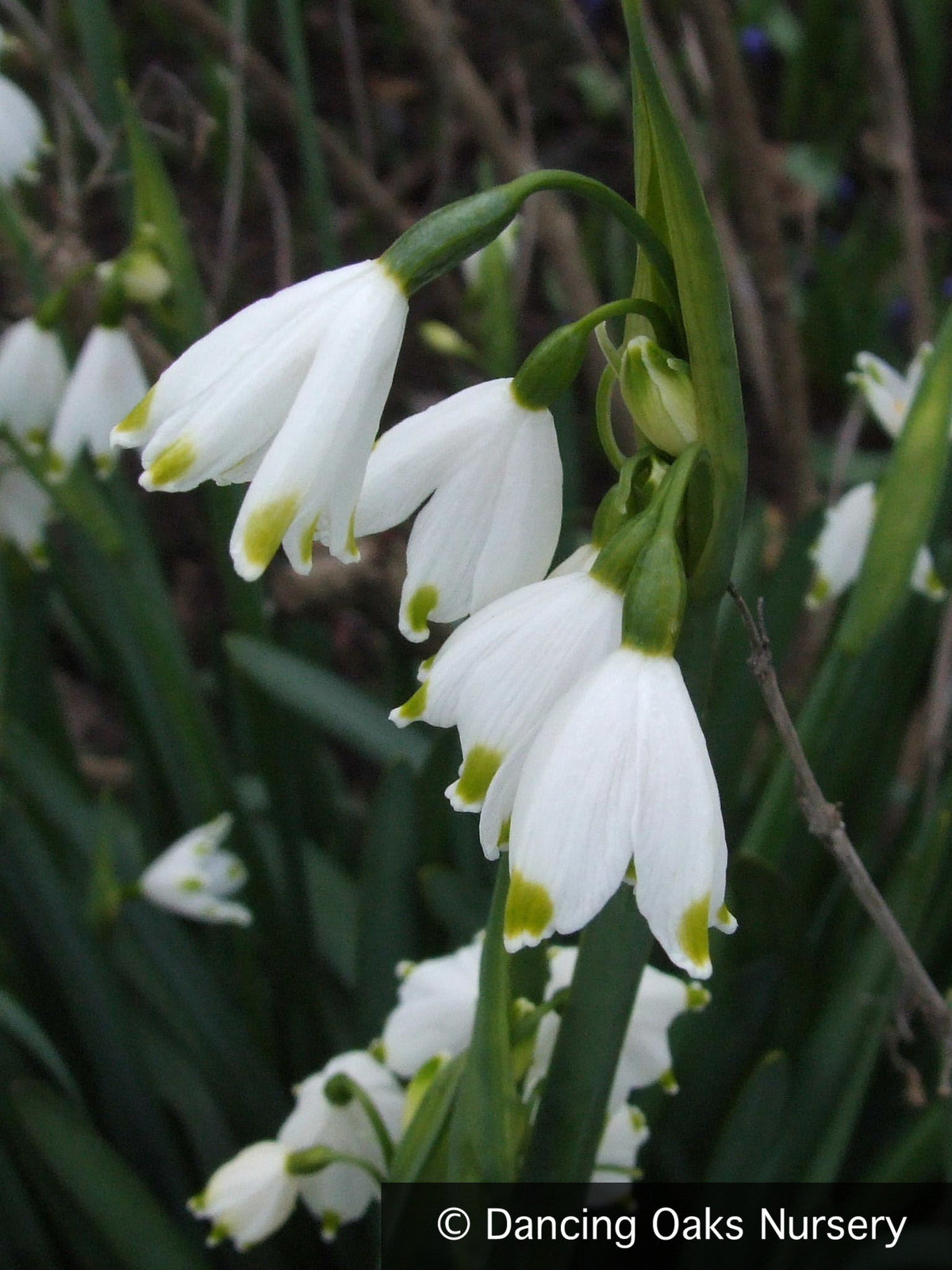 Bulbs & Tubers ~ Leucojum aestivum 'Gravetye Giant', Summer Snowflake ~ Dancing Oaks Nursery and Gardens ~ Retail Nursery ~ Mail Order Nursery